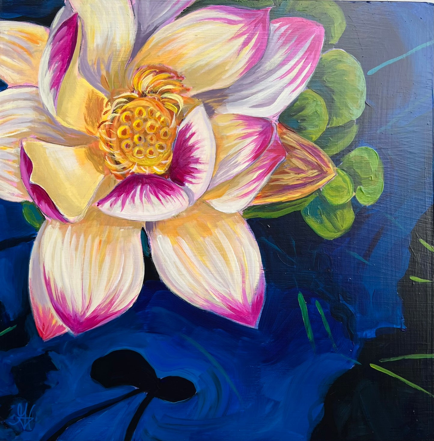 Lily in Pink and White